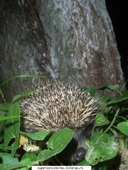POZE Relaxare-Medicala Baile Felix - mancaiati nasu la arici...c fotograf bun sunt;) - Poze!!!